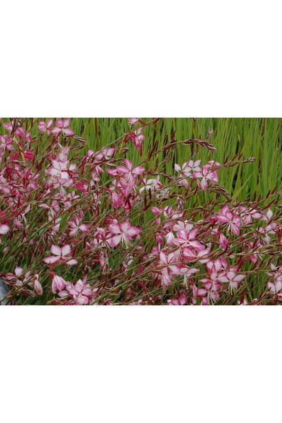 Кущ гаури з пурхаючими квітками